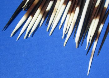3 to 5 inch Wholesale fat Porcupine Quills (cleaned) for sale - 50 pcs @ $.45 each