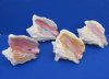 #2 Grade Pink Conch Shells Wholesale, with slit backs, may have additional holes, heavy calcium on exterior and some may have a rough uneven edge 6" - 9-1/2" - Packed: 3 pc @ $4.50 each.