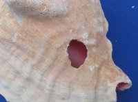 #2 Grade Pink Conch Shells Wholesale, with slit backs for Landscaping -  3 pc @ $6.00 each.