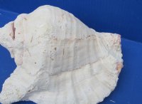 #2 Grade Pink Conch Shells Wholesale, with slit backs for Landscaping -  3 pc @ $6.00 each.