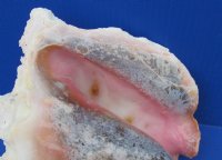 #2 Grade Pink Conch Shells Wholesale for Landscaping, with slit backs 6" to 9" - 15 pcs @ $5.40 each