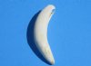 Wholesale Extra Large Alligator Teeth 3-1/2 to 3-3/4 inches long measured around the curve -  $15.50 each (You will receive alligator teeth similar to those pictured)