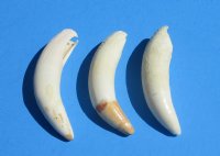 Wholesale Extra Large Alligator Teeth 3-1/2 to 3-3/4 inches long $15.50 each 