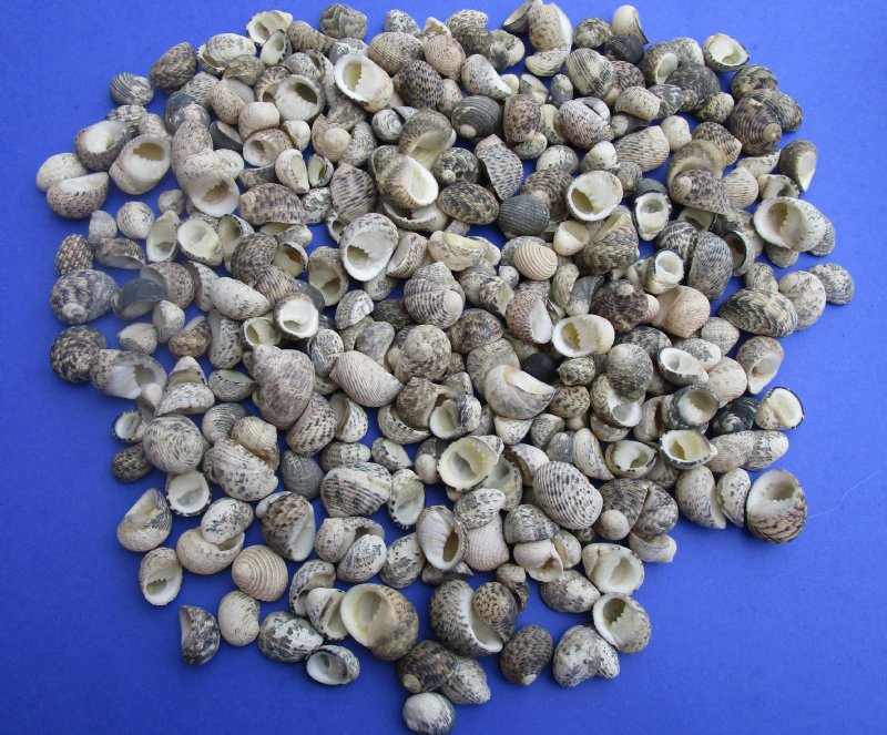 Wholesale assorted mixed nerite snail shells 1/2 inch to 11/4 inch