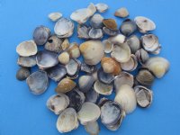 Purple Caycay Clam Shells Wholesale for arts and crafts projects (will contain some brown and other color shells mixed in) - 1/2" to 1" - Case of 20 kilos @ $2.25 kilo 
