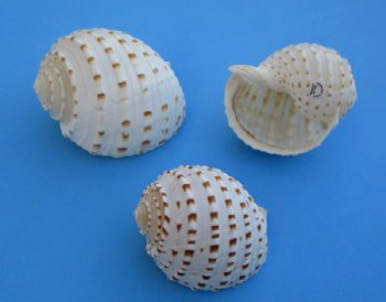 Wholesale Tonna Tessellata Spotted Tun Shells 3 to 3-7/8  inch - 100 pcs @ $1.25 each