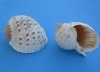 Wholesale Tonna Tessellata Spotted Tun Shells, large light weight seashells 5 inch - Packed: 6 pieces @ $3.00 each