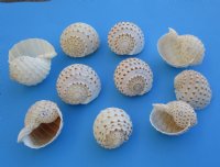 Wholesale Tonna Tessellata Spotted Tun Shells 3 to 3-7/8  inch - 100 pcs @ $1.25 each