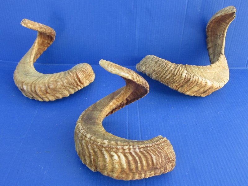 23 to 26 inch Sheep Horns for Shofars Ram Horns