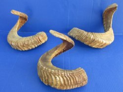 Wholesale Extra Large Sheep Horns, Ram Horns 30 to 33 inches around the curl - $28.00 each; Packed: 6 pcs @ $24.00 each 