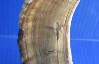 Extra Large Sheep Horns, Ram Horns 27 to 29 inch (1 pc, 6 pc)