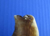 Extra Large Sheep Horns, Ram Horns 27 to 29 inch (1 pc, 6 pc)