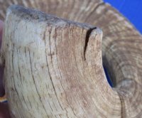 Extra Large Sheep Horns, Ram Horns 27 to 29 inch (1 pc, 6 pc)