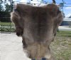 Wholesale Reindeer pelt/hide/skin without legs from Finland, Good Quality - Priced $105.00 each (You will receive one similar to the one pictured.)  