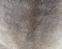 Reindeer Skin, Reindeer Hide Without Legs (1 pc)