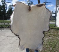 Reindeer Skin, Reindeer Hide Without Legs (1 pc)