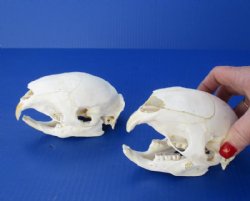 Wholesale African Porcupine Skulls measuring 5 inches to 6 inches long - $45.00 each; 4 or more @ $40.00 each