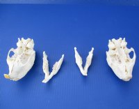 Wholesale African Porcupine Skulls measuring 5 inches to 6 inches long - $45.00 each; 4 or more @ $40.00 each