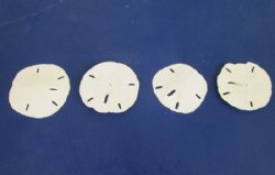 2-1/4 to 2-1/2 inches Bulk Florida Round Sand Dollars Wholesale - 75 pcs @ .28 each