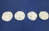 2 to 2-1/2 inches Bulk Florida Round Sand Dollars Wholesale - Bag of 75 @ .25 each