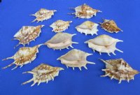 4-1/2 inches to 6 inches wholesale common spider conchs, lambis lambis - "Africana" 12 pcs @ $.50 each 