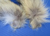 Coyote Tails 10 to 16 inch (2 pc, 8 pc)