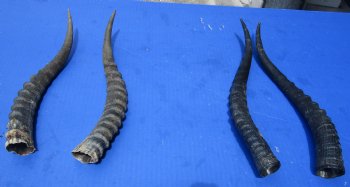 Matching pair of Blesbok Horns Wholesale, 11 to 13 inches - $25/pair