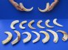 Wholesale African warthog tusks 9 inches to 9-7/8 inches imported from South Africa - Packed: 1 pieces @ $27.50 each; Packed: 6 pieces @ $24.50 each 