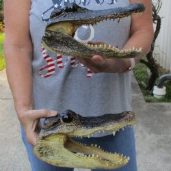 Two Alligator Heads, 9-1/2" and 9" - $36