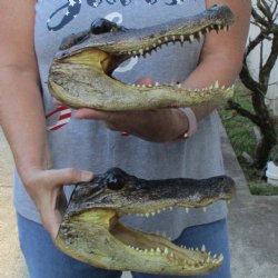 Two Alligator Heads, 9-1/4" and 9" - $36
