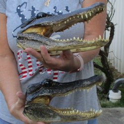 Two Alligator Heads, 9-1/2" and 9-1/2" - $36