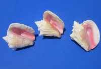 Wholesale Slit-Back Pink Conch Shells 6 inches to 7-3/4 inches - 15 pcs @ $8.50 each