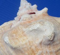 Large pink conch shells wholesale with slit backs 7-3/4 to 8-3/4 inches - Min: 2 pcs @ $12.75 each