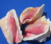 Wholesale Slit-Back Pink Conch Shells 6 inches to 7-3/4  inches (some will have broken edges) - Case of 15 pcs @ $8.00 each