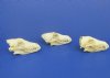 Wholesale #2 grade coyote skulls for sale from North America 6-1/2" - 8" (damaged/reduced, skulls glued shut) - Min: 2 pcs @ $17.00 each