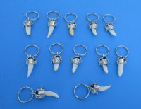 Wholesale Small Alligator Tooth Key Chains, Key Rings with 3/4" to 7/8 inches tooth - 3 pcs @ $4.75 each; 12 pcs @ $4.25 each