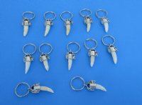Wholesale Small Alligator Tooth Key Chains, Key Rings with 3/4" to 7/8 inches tooth - 3 pcs @ $4.75 each; 12 pcs @ $4.25 each