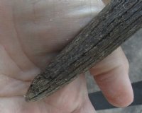 Wholesale African Female Eland Skull Plates with Horns - $60.00 each; Packed: 3 pcs @ $54.00 each