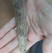 Wholesale African Female Eland Skull Plates with Horns - $60.00 each; Packed: 3 pcs @ $54.00 each