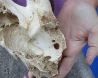 Wholesale African Female Eland Skull Plates with Horns - $60.00 each; Packed: 3 pcs @ $54.00 each