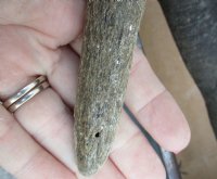 Wholesale African Female Eland Skull Plates with Horns - $60.00 each; Packed: 3 pcs @ $54.00 each