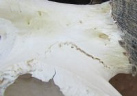 Wholesale African Female Eland Skull Plates with Horns - $60.00 each; Packed: 3 pcs @ $54.00 each