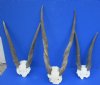 Wholesale African Female Eland Skull Plates with Eland Horns, of commercial grade quality, for African Decor - $60.00 each; Packed: 3 pcs @ $54.00 each