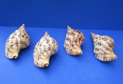 12 inch Wholesale Pacific Triton Seashells, Triton's Trumpet - $65.00 each