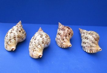 11 inch Wholesale Pacific Triton Seashells, Triton's Trumpet - $45.00 each