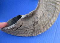 Matching Pair of wholesale sheep horns, ram horns 16 inches to 19 inches measured around curl $25.00 a pair: Packed: 6 pair @ $22.00 a pair