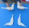 4 piece lot of Blesbok Jaw bones (damliscus dorcas phillipsi) 8" to 9" long commercial grade with natural imperfections - you are buying the bones pictured for $20/lot