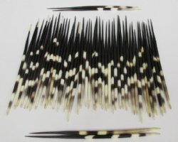 Wholesale Thick African Porcupine Quills  8 up to 9 inches - 50 pcs @ $1.20 each; 200 pcs @ $1.08 each