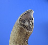 Sheep Horns, Ram Horns  20 to 22 inch (1 pc, 8 pc)