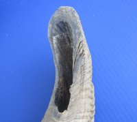 Sheep Horns, Ram Horns  20 to 22 inch (1 pc, 8 pc)